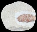 D, Oligocene Aged Fossil Pine Cone - Germany #39156-1